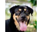Adopt Gotar a Black - with Brown, Red, Golden, Orange or Chestnut Mixed Breed