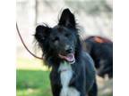 Adopt Butterboy a Black - with White Mixed Breed (Medium) / Mixed dog in Los