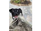 Adopt Velma a Black - with White Husky / Mutt / Mixed dog in Houston