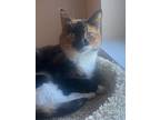 Adopt Lucy a Calico or Dilute Calico Calico / Mixed (medium coat) cat in La