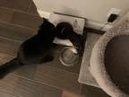 Adopt Bam bam a All Black Domestic Mediumhair / Mixed (medium coat) cat in