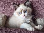 Male Bicolor Ragdoll Kitten TICA