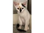 Adopt Cali a Black & White or Tuxedo Domestic Shorthair (short coat) cat in West