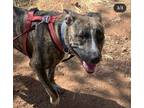 Adopt Alex a Brindle - with White Pit Bull Terrier / Mixed Breed (Medium) /