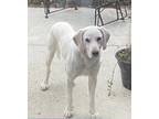 Adopt Hogan a White Hound (Unknown Type) / Labrador Retriever / Mixed dog in