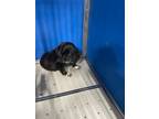 Adopt Missy a Black Cocker Spaniel dog in Whiteville, NC (39083535)