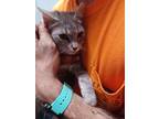 Adopt India a Gray, Blue or Silver Tabby Domestic Shorthair cat in Virginia