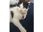 Adopt Coco a Black & White or Tuxedo Domestic Shorthair / Mixed (short coat) cat