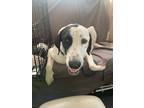 Adopt Mia a White - with Black English Pointer dog in oklahoma city