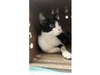 Adopt Yukon Gold a Domestic Short Hair