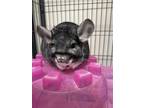 Adopt Chinzilla a Chinchilla