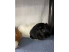 Adopt Bean a Guinea Pig