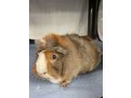 Adopt Yuky a Guinea Pig