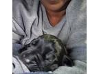 Cane Corso Puppy for sale in Los Angeles, CA, USA