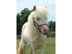 rowse Horses Search Horses List Your Horse Farm Directory Support Horses New