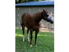 Beautiful Chestnut 4 yr. old mare. "Pi R Obvious" was shown as a yearling with 2