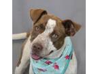 Adopt Katie Mae a Pit Bull Terrier