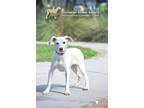 Adopt 74281a Maybell a Hound, Mixed Breed