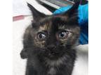 Adopt Tiara @ PetSmart Azalea Square a Domestic Short Hair