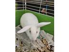 Adopt Indy a Bunny Rabbit