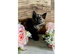 Adopt Shelly a Domestic Medium Hair