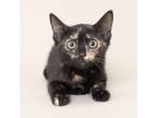 Adopt Lightning a Domestic Short Hair