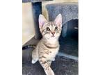 Adopt Dutchess a Domestic Short Hair