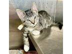 Adopt Vera a Domestic Short Hair