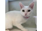 Adopt Delilah a Domestic Short Hair