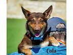 Adopt Cola a Shepherd, Mixed Breed