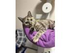 Adopt Jasmine a Domestic Short Hair