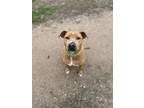 Adopt Betty Boop a Pit Bull Terrier, Mixed Breed