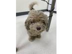 Adopt Shaggy a Standard Poodle, Mixed Breed