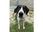 Adopt Jenny a Great Dane, Mixed Breed