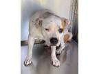 Adopt Billy Jean a American Staffordshire Terrier, Mixed Breed