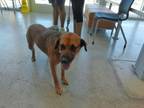 Adopt Piper a Black Mouth Cur, Mixed Breed