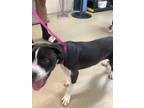 Adopt Itsy Bitsy a Boxer, Mixed Breed
