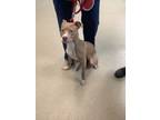 Adopt 56018786 a Pit Bull Terrier, Mixed Breed
