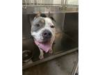 Adopt 56095788 a Pit Bull Terrier, Mixed Breed