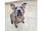 Adopt Chatterella a Pit Bull Terrier, Mixed Breed