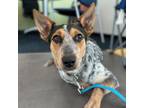 Adopt Meadow a Australian Cattle Dog / Blue Heeler, Mixed Breed