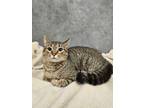 Adopt Mother Rose a Domestic Short Hair