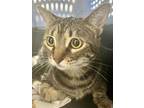 Adopt Lola Lou a Domestic Short Hair