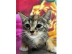 Adopt Comforter a Domestic Short Hair