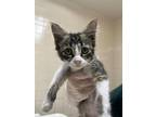 Adopt Ladybug a Domestic Medium Hair, Domestic Short Hair