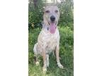 Adopt Brisket a Cattle Dog, Mixed Breed