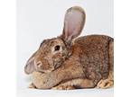 Adopt Pita a Bunny Rabbit