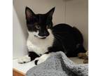 Adopt Kenzie a Domestic Short Hair