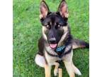 Adopt Orah a German Shepherd Dog, Husky