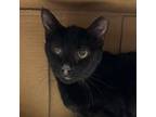 Adopt Laverne a Domestic Short Hair